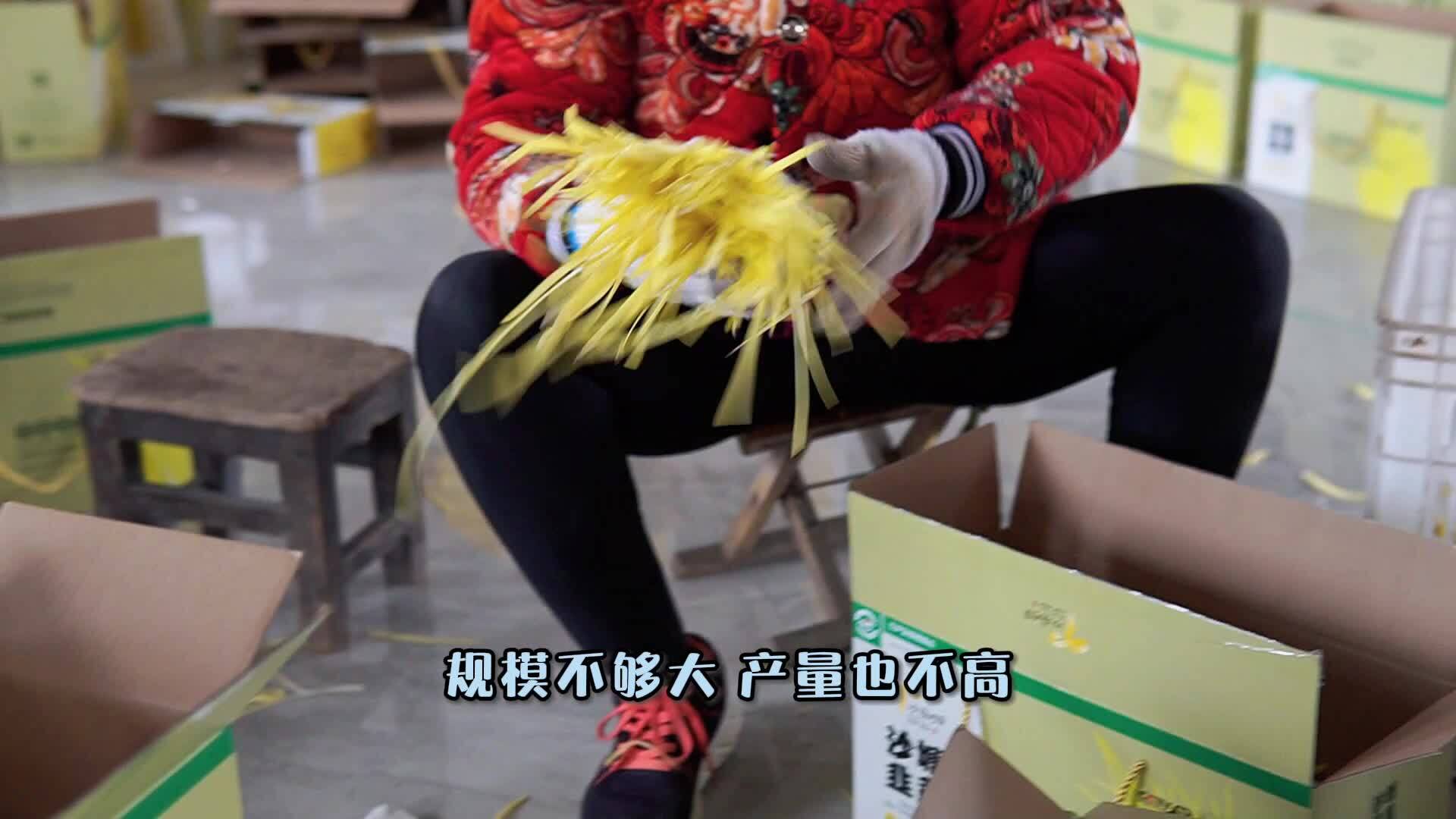 新農(nóng)推薦：沙塘韭黃