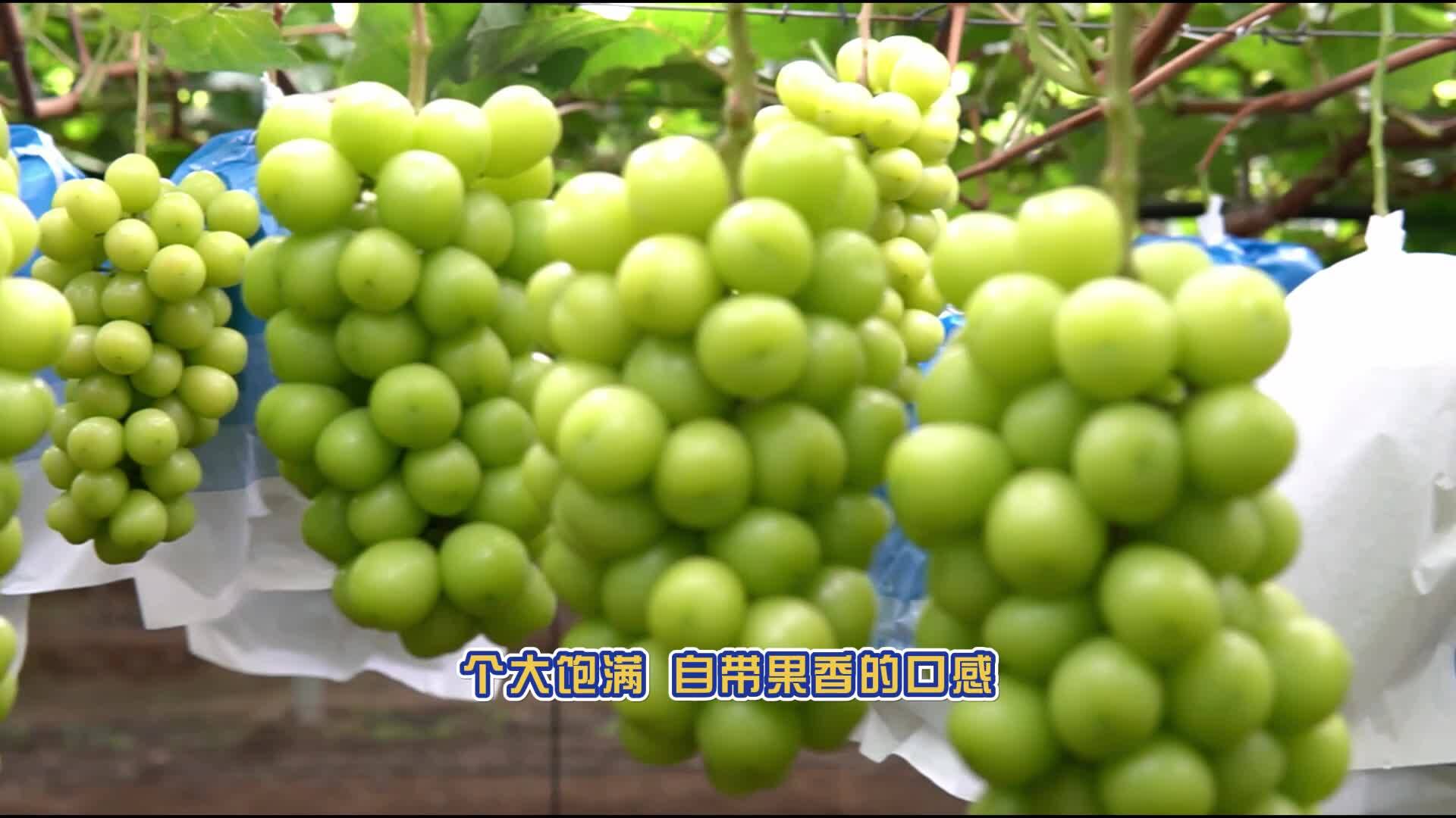 說新農(nóng)：葡萄貴族