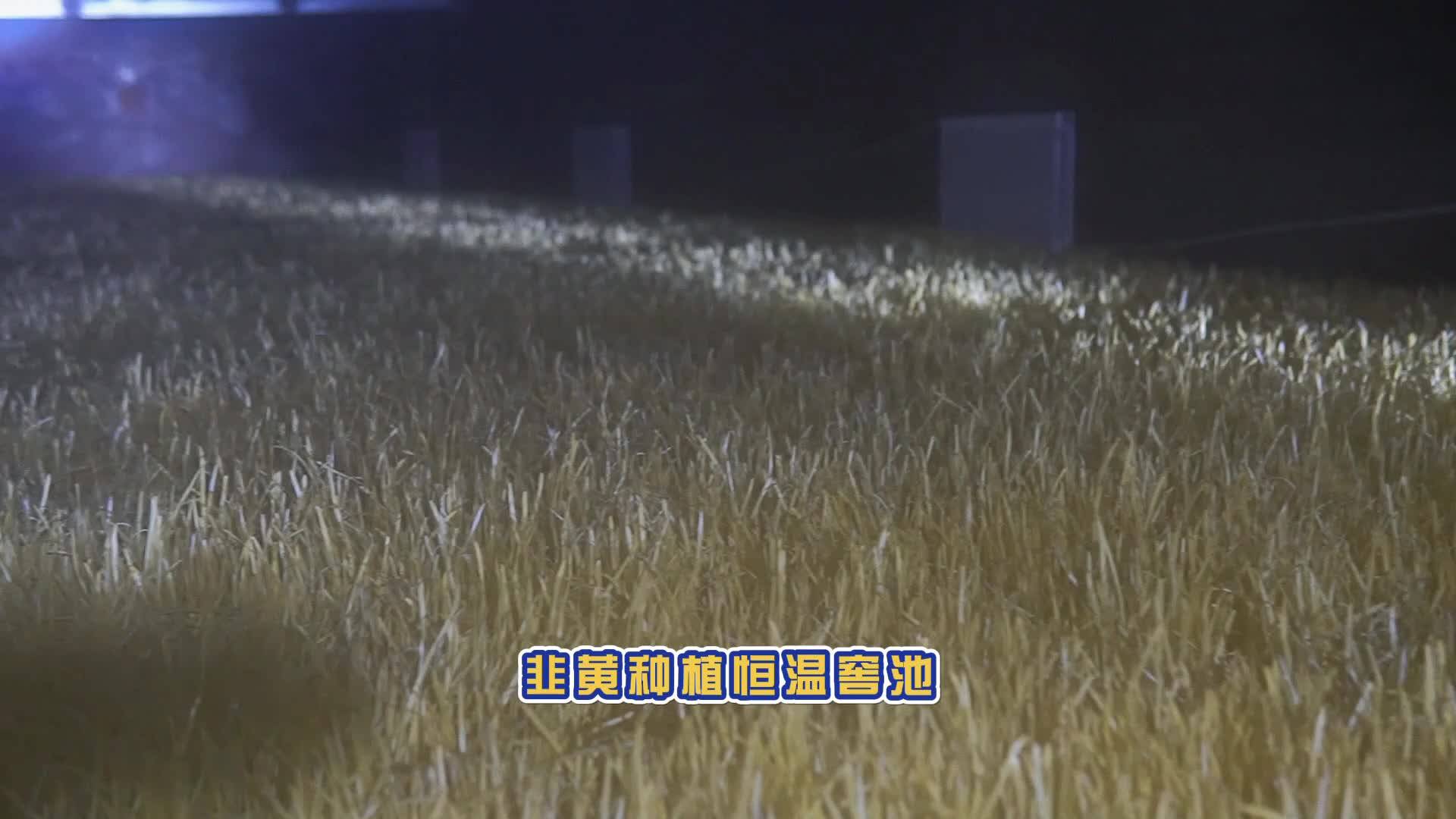 說新農(nóng)：沙塘韭黃