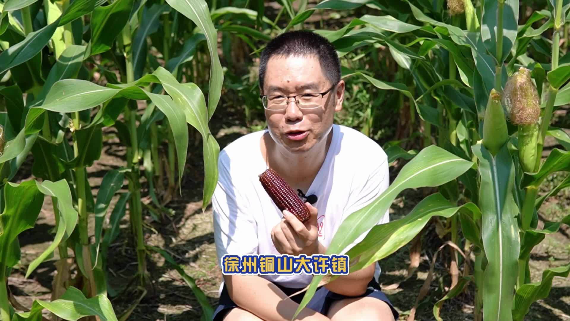 說新農(nóng)：黑玉米