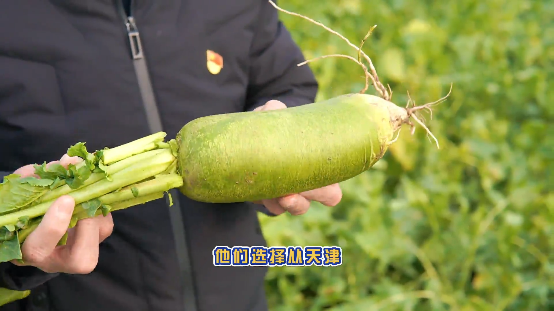 說新農(nóng)：欣興村水果蘿卜