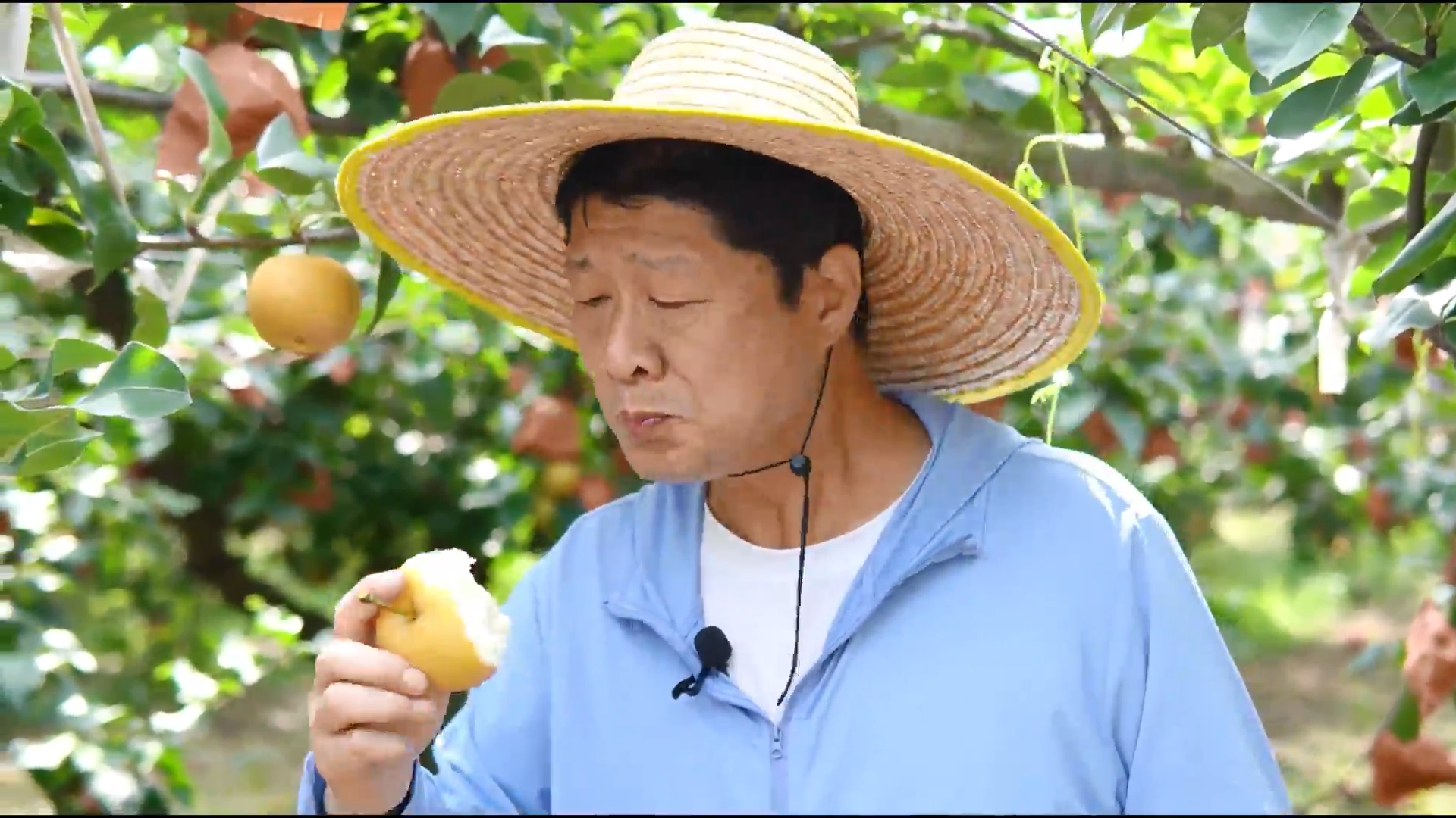 新農(nóng)推薦：秋月梨