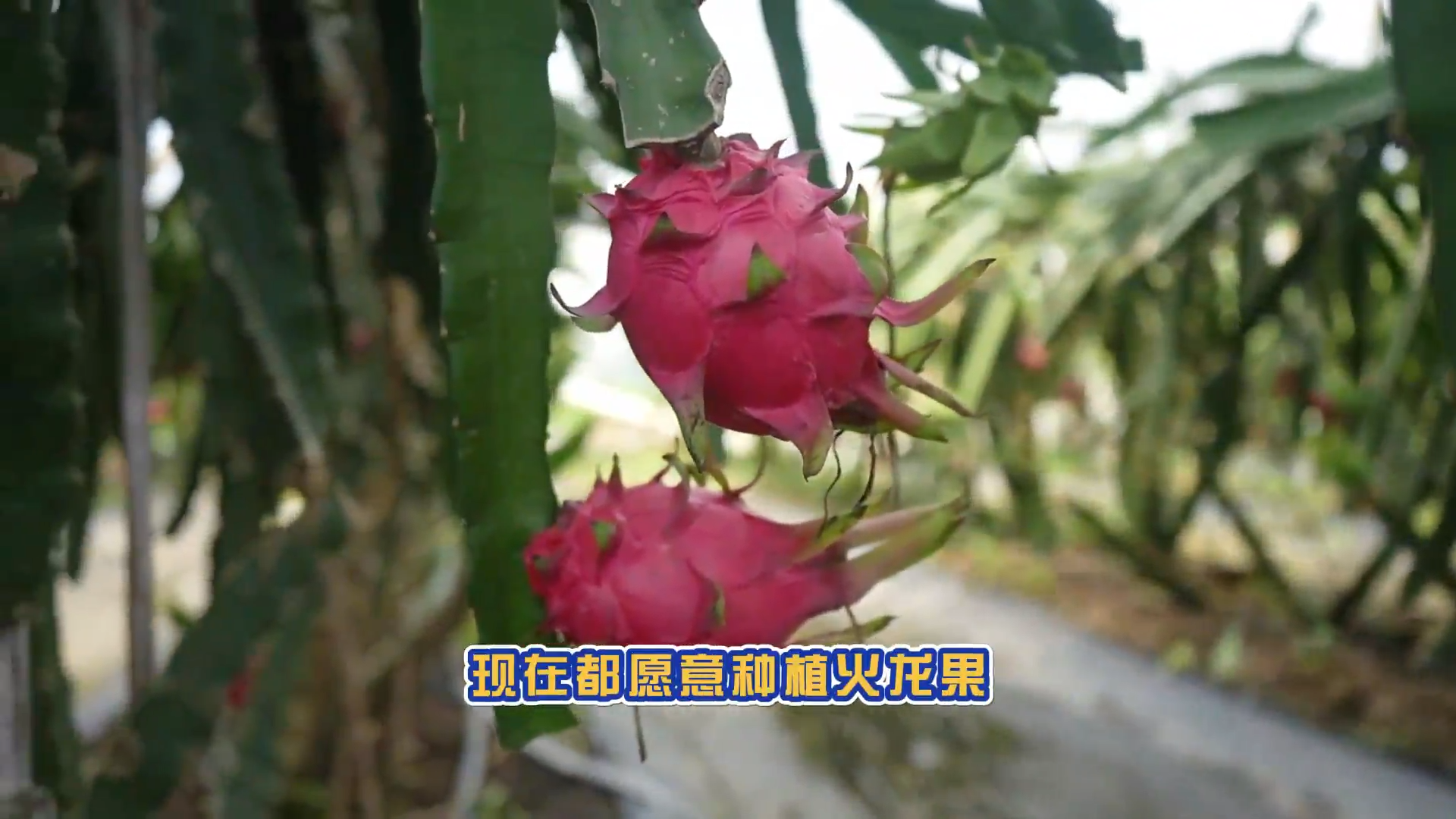 說新農(nóng)：南果北種