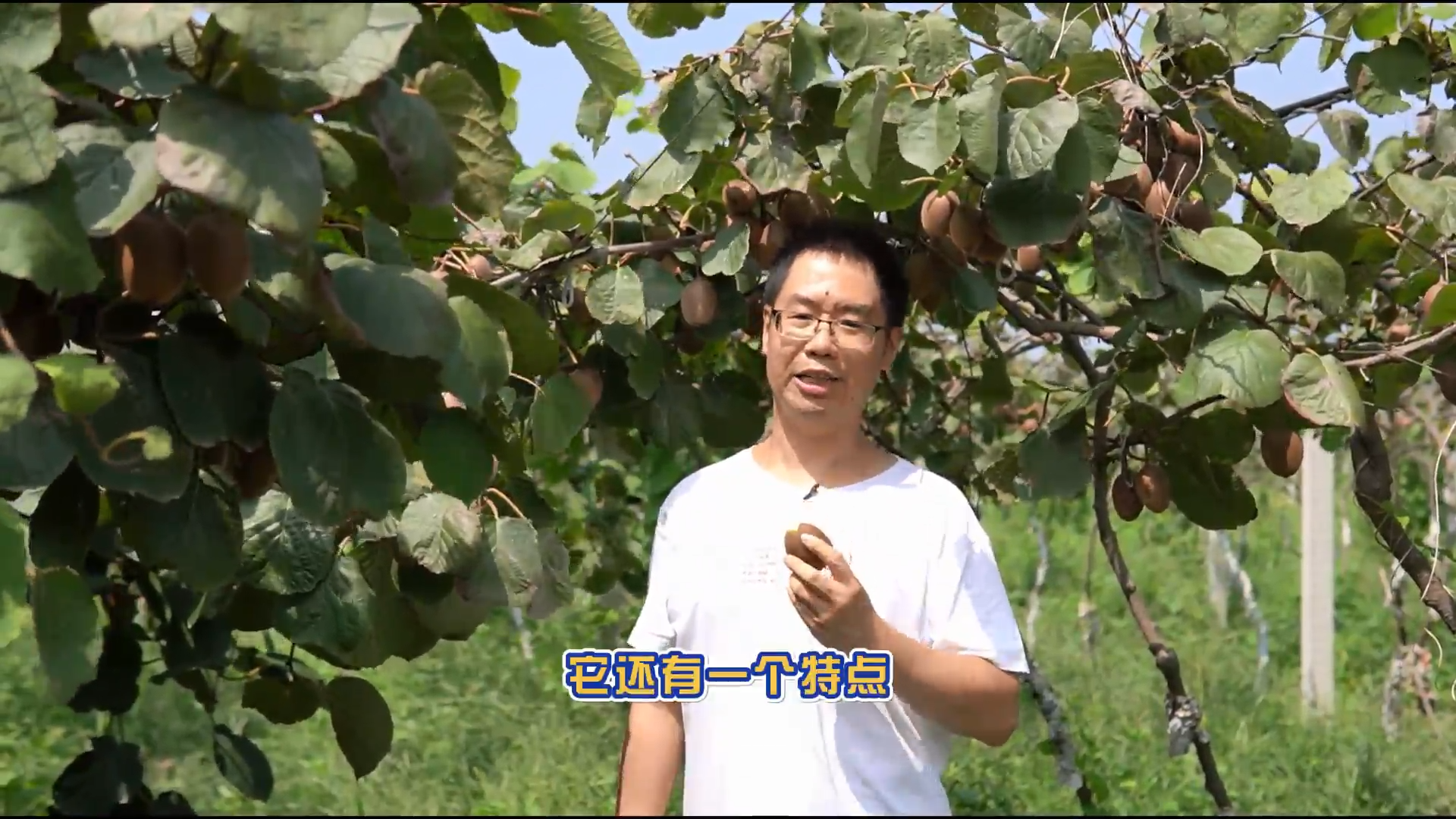 說新農(nóng)：美麗的獼猴桃