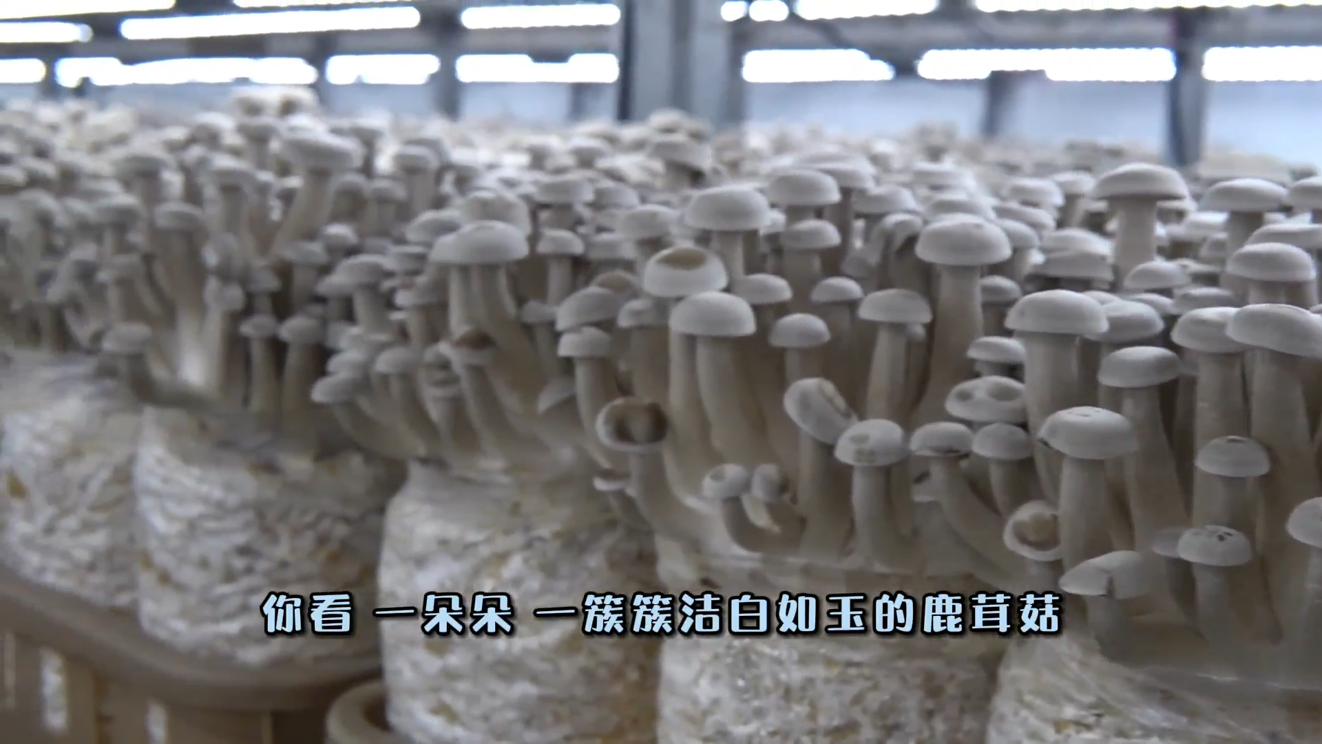 新農(nóng)推薦：鹿茸菇