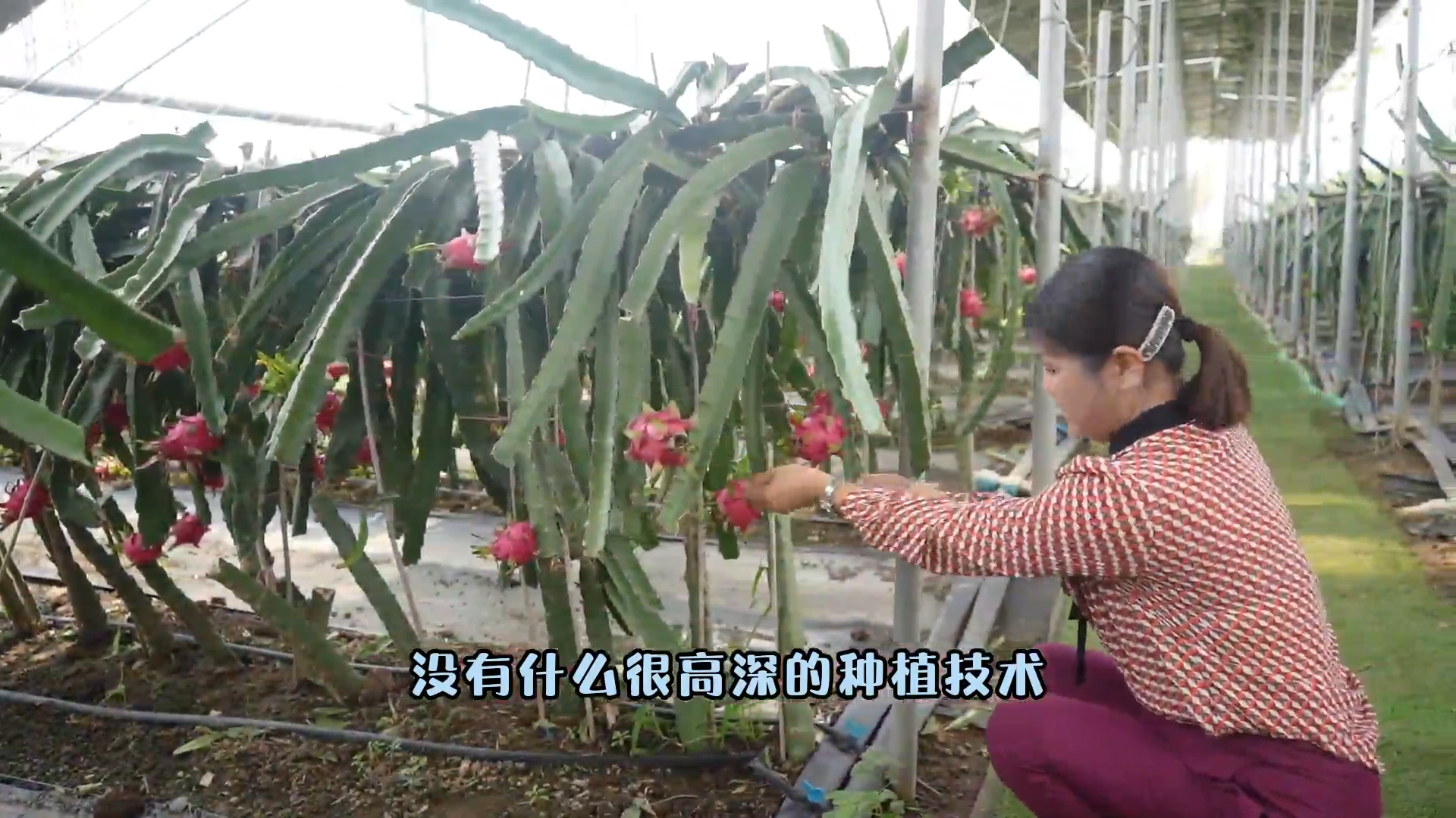 農(nóng)人故事：佟艷敏