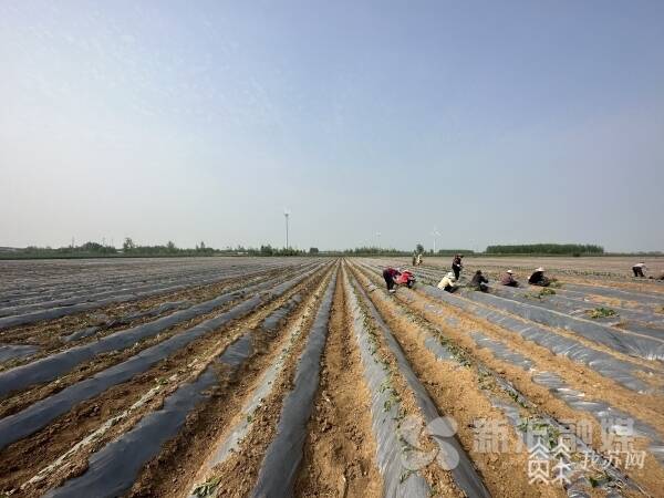 新沂：15000畝土地種下新&ldquo;薯&rdquo;光