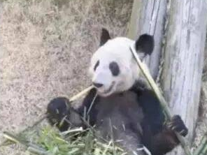 &ldquo;丫丫&rdquo;啟程回國！