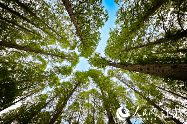 碧藍天空下，林木枝繁葉茂。人民網(wǎng) 馬燾燾攝