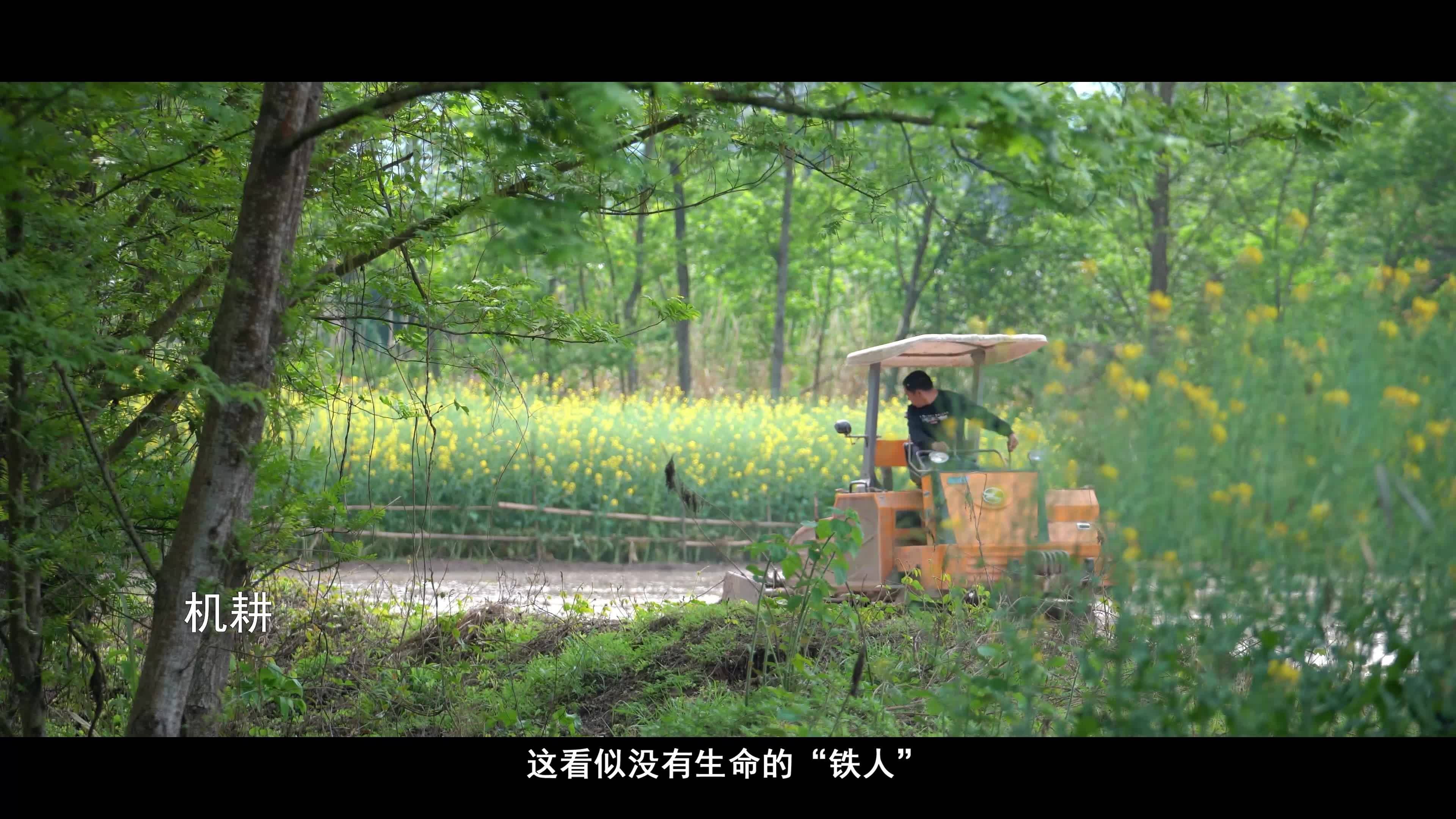 短視頻《再生稻》成品