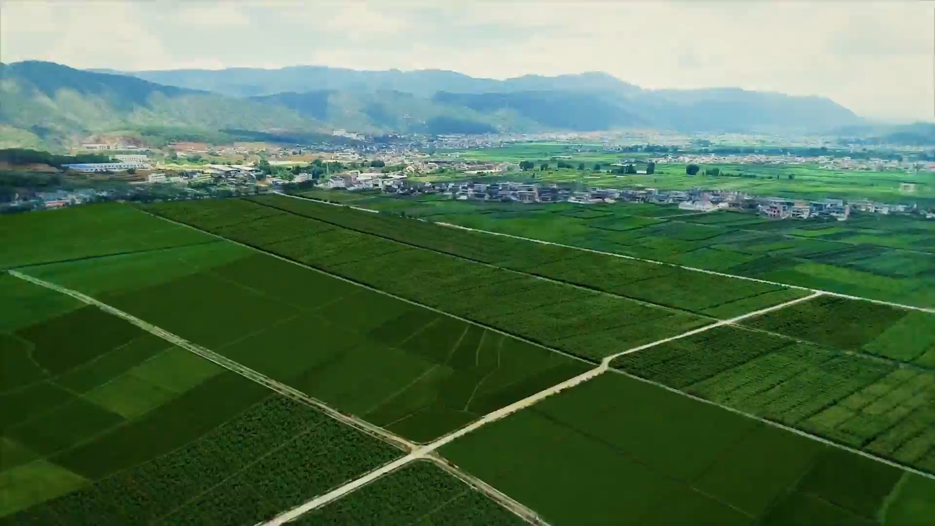 拌飯吃泡茶喝！在徐州，一根牛蒡的&ldquo;72變&rdquo;！