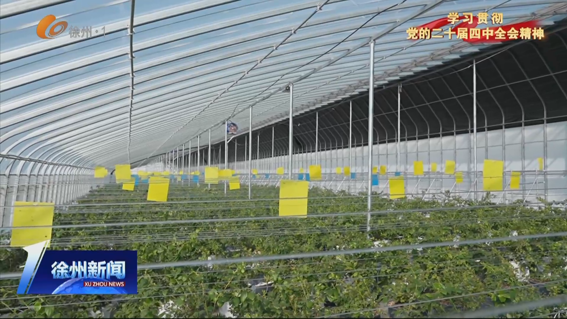 學(xué)習(xí)貫徹四中全會(huì)精神在基層 藍(lán)莓園里的共富密碼