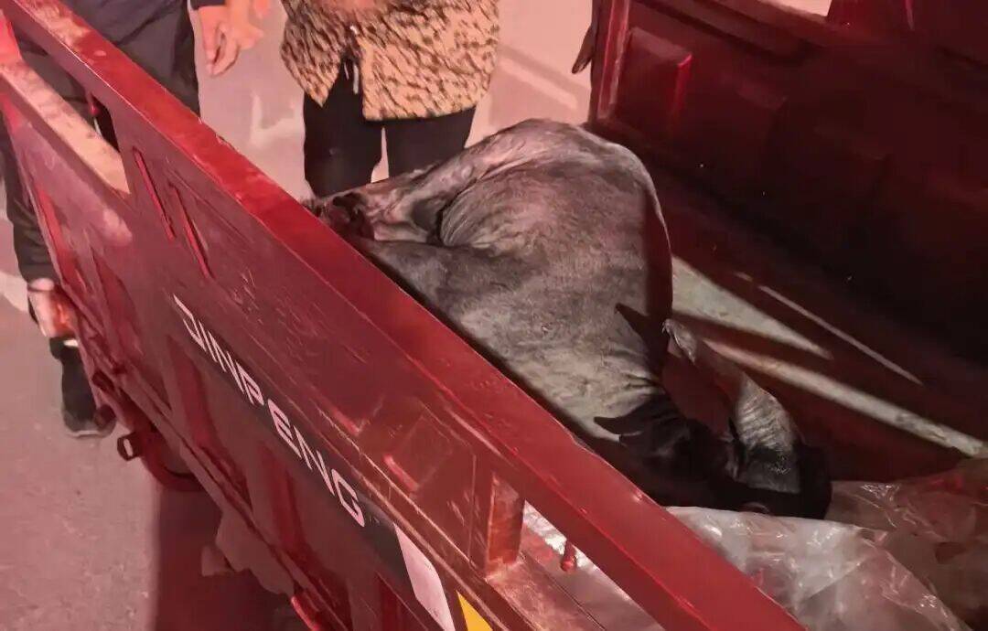 黑羊夜逃   民警火速&ldquo;緝拿&rdquo;