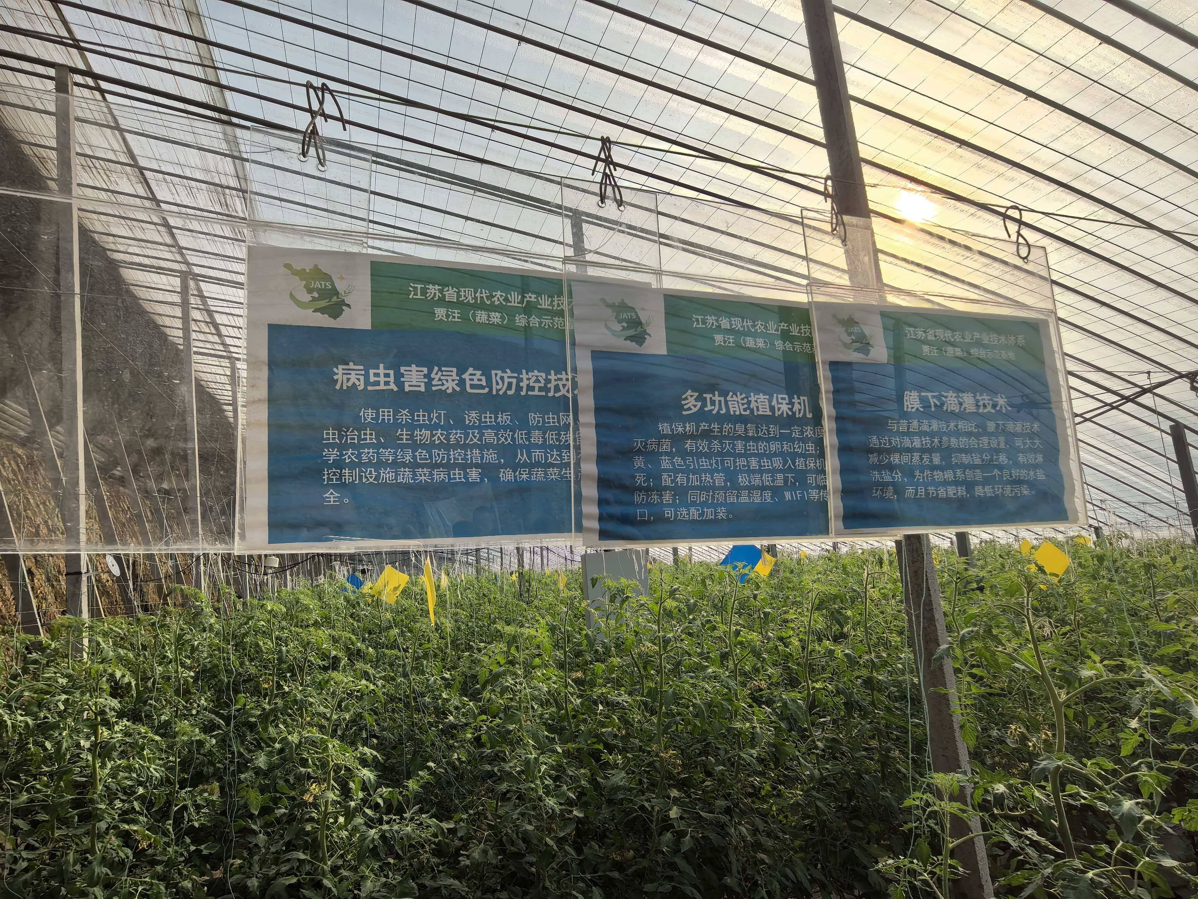 科技賦能 蔬菜技術(shù)培訓(xùn)助力徐州蔬菜產(chǎn)業(yè)提質(zhì)增效