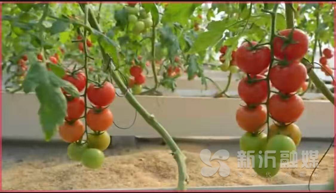 新沂：番茄&ldquo;按需定制&rdquo;  農(nóng)業(yè)長出&ldquo;工業(yè)范&rdquo;