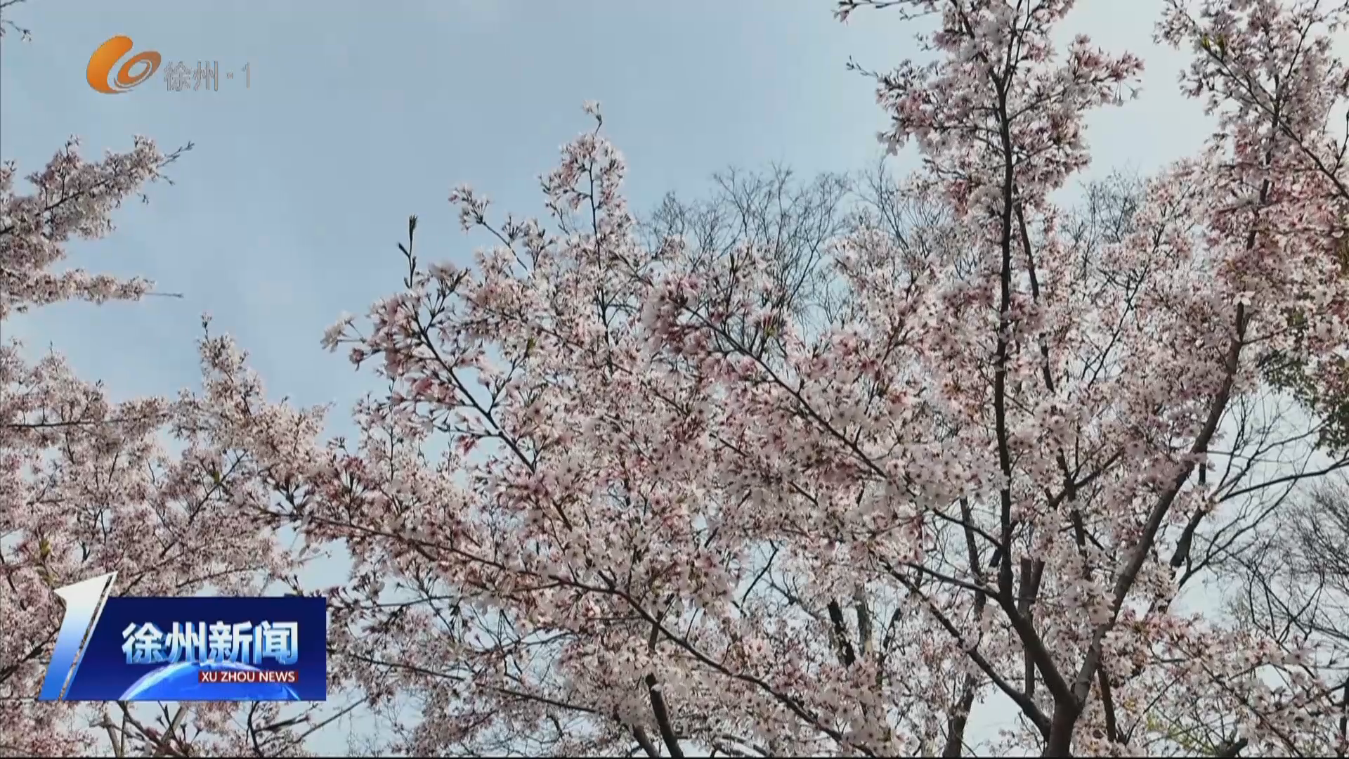 大美徐州&middot;浪漫春日 櫻漫彭園 春滿彭城