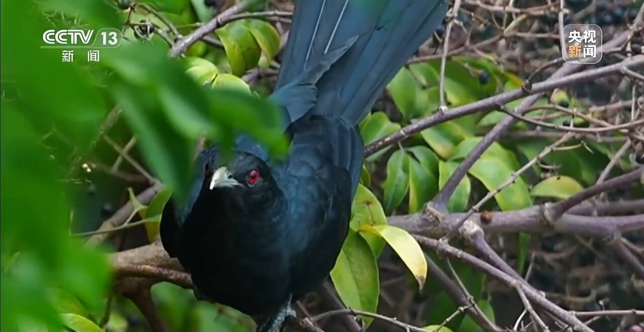 高三學(xué)生寫信求拆除噪鵑鳥巢，校長一封&ldquo;拒信&rdquo;全網(wǎng)點贊