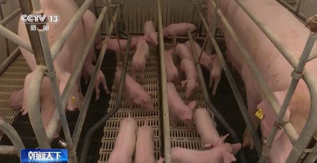 進(jìn)入過度下跌預(yù)警區(qū)間，最近豬肉價格為何持續(xù)走低？