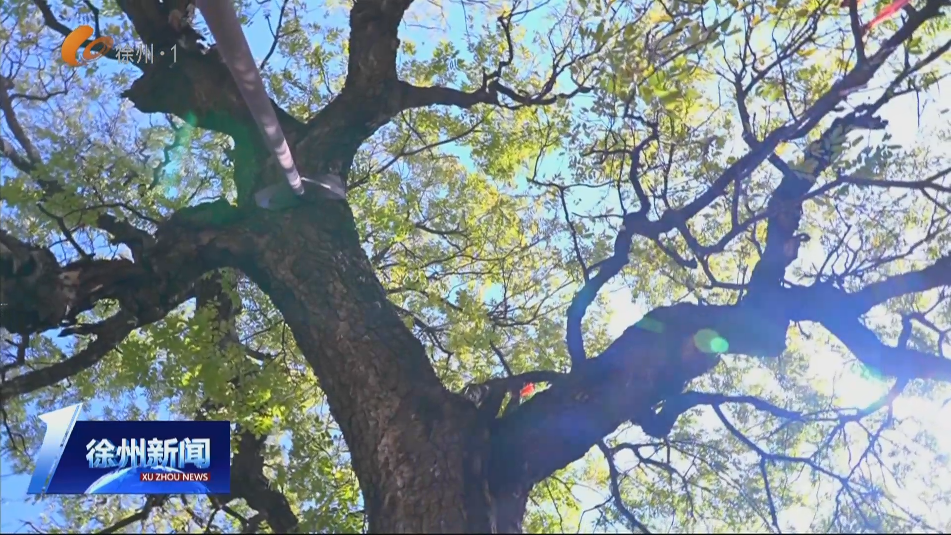 新沂：千年古樹&ldquo;碼&rdquo;上守護(hù) 數(shù)字技術(shù)延續(xù)&ldquo;綠色鄉(xiāng)愁&rdquo;