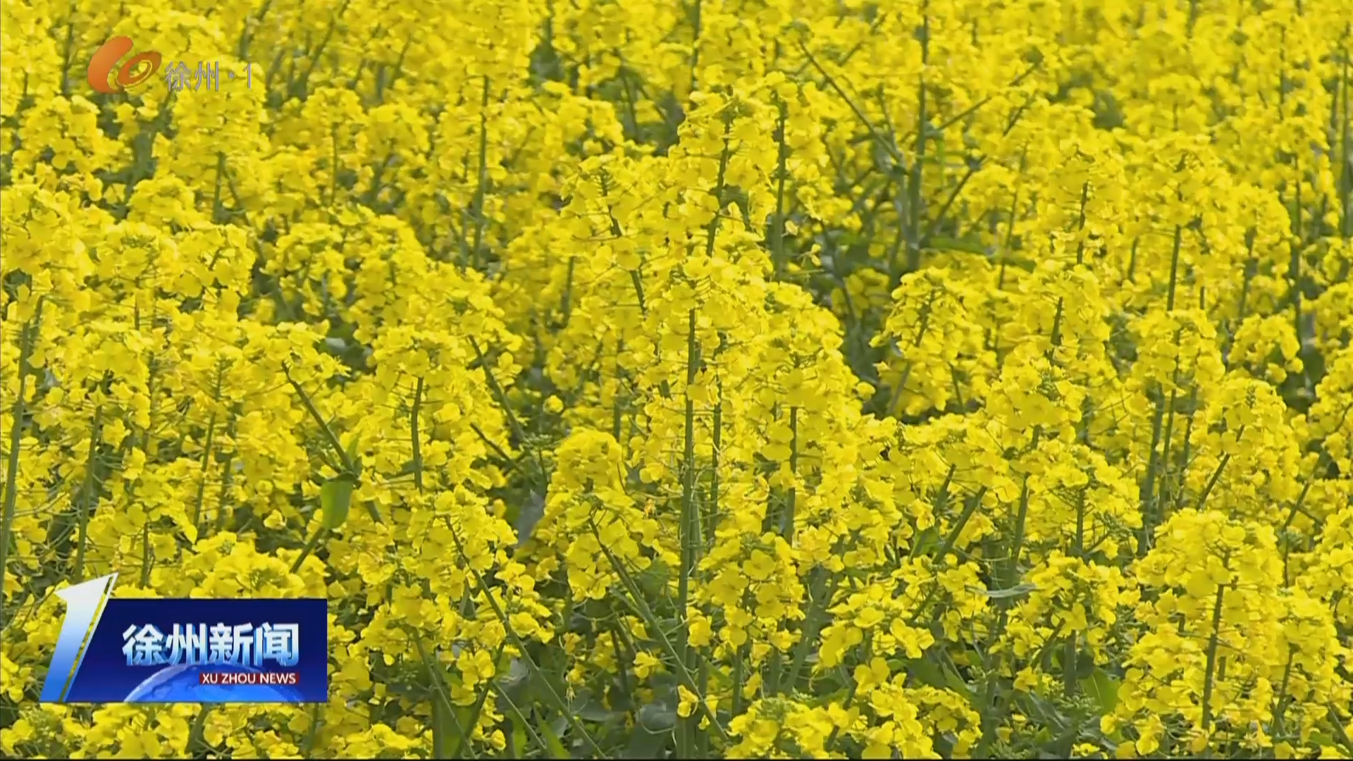 大美徐州&middot;浪漫春日 ：油菜花開春色美