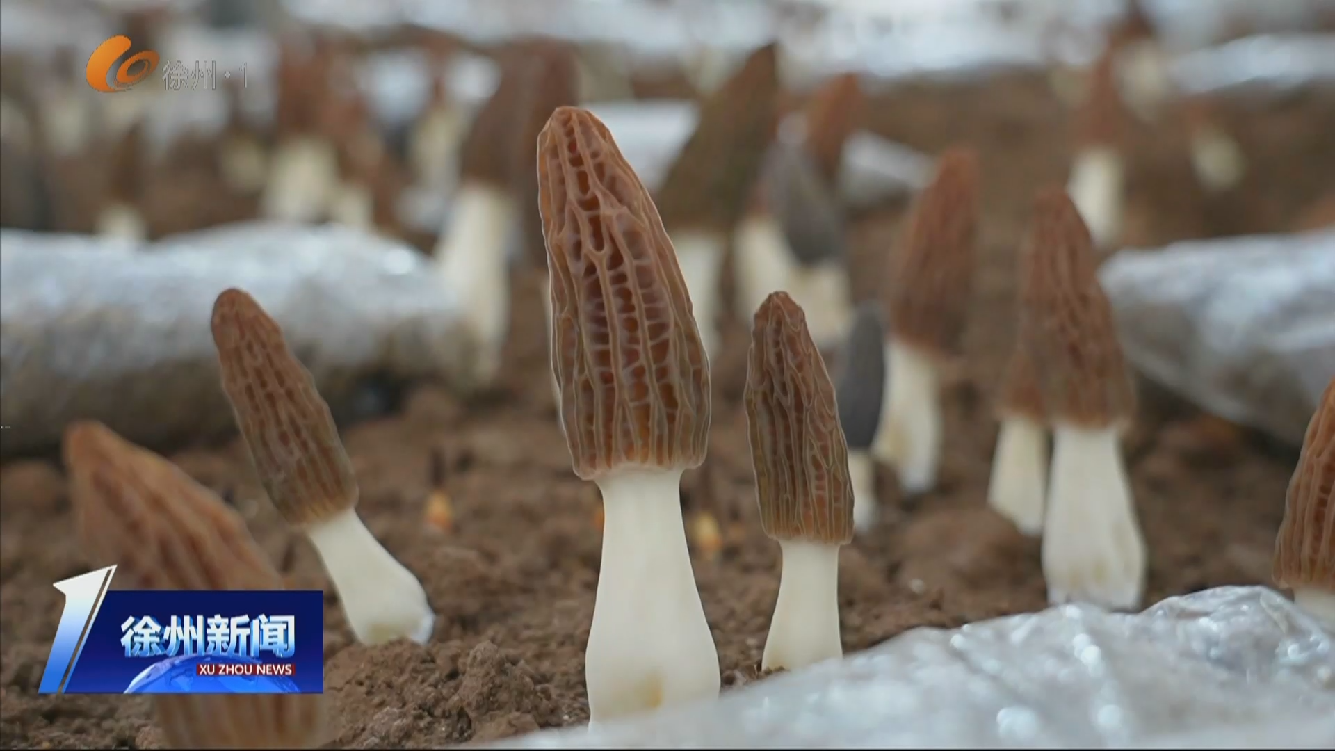 綠野鄉(xiāng)蹤&middot;特色產(chǎn)業(yè) 春日采收忙 羊肚菌化身農(nóng)戶&ldquo;增收金疙瘩&rdquo;