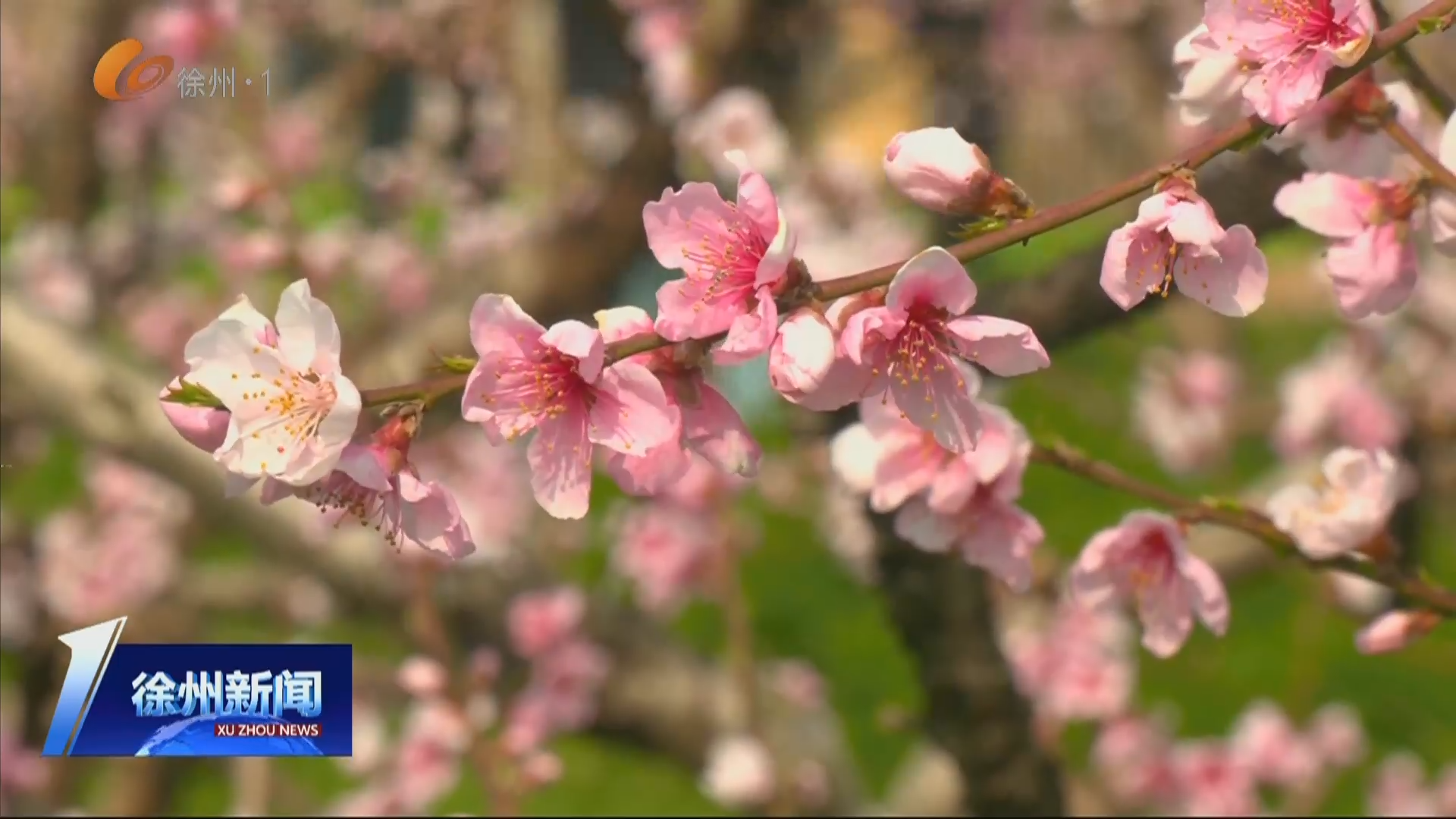 賞花正當(dāng)時 &ldquo;春日經(jīng)濟(jì)&rdquo;持續(xù)升溫