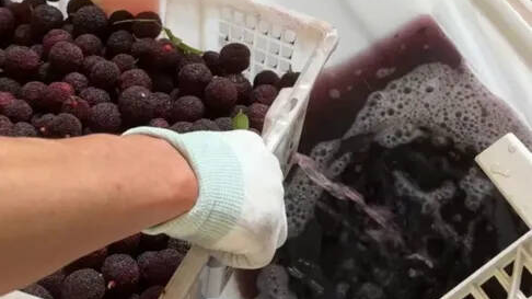 工人都不敢吃的楊梅，憑啥擺上消費者的餐桌？