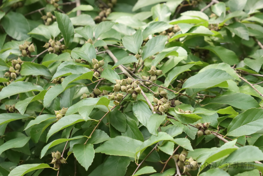 江蘇生物多樣性紅色名錄更新！銀縷梅、白頸長尾雉等上調至極危