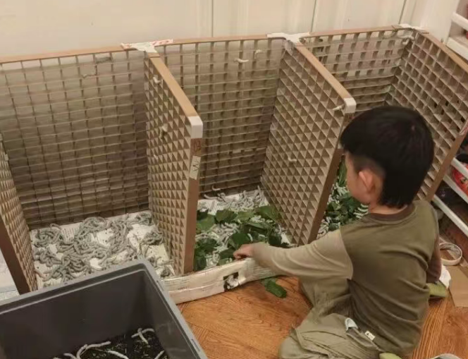 兒子說想給自己做床蠶絲被，一家三口網(wǎng)購了1萬粒蠶卵！媽媽：現(xiàn)在12000條蠶寶寶每天要吃30斤桑葉，崩潰并快樂著