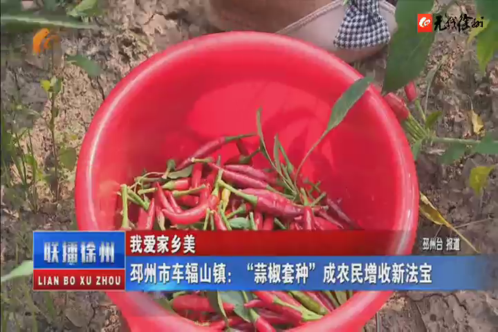 我愛(ài)家鄉(xiāng)美：邳州市車(chē)輻山鎮(zhèn)：&ldquo;蒜椒套種&rdquo;成農(nóng)民增收新法寶